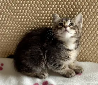Petunia