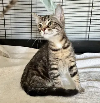 Petunia