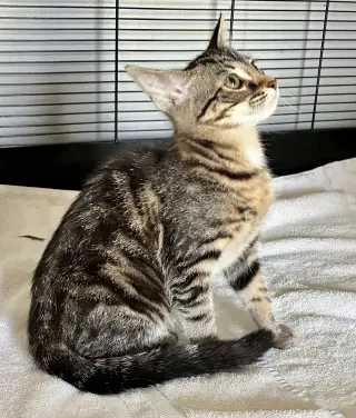 Petunia