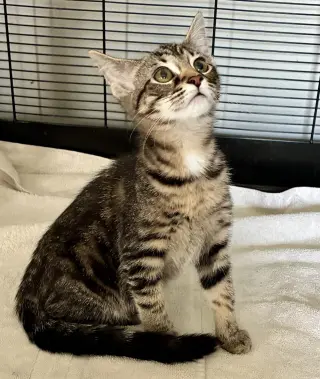 Petunia