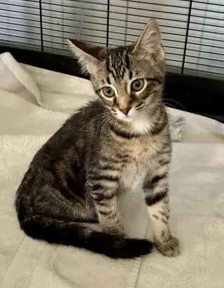 Petunia