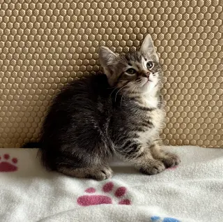 Petunia