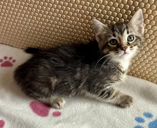 Petunia