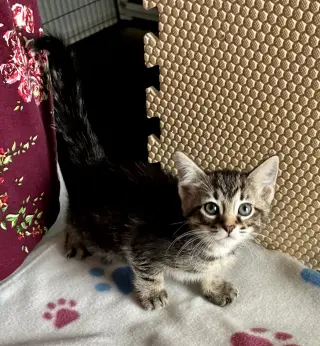 Petunia