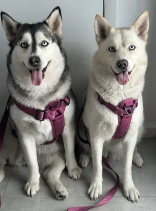 COURTESY POST: Sky & Elsa