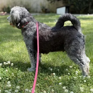 Stella
