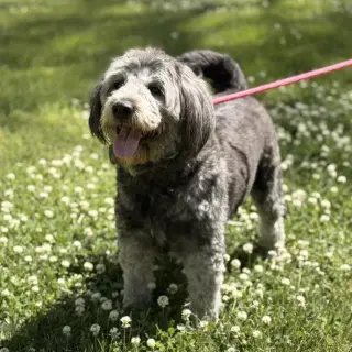 Stella