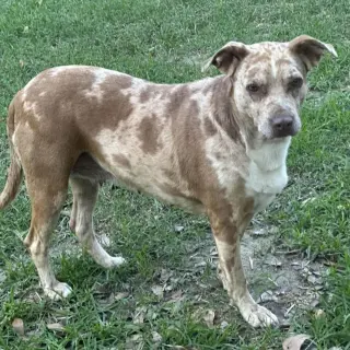 Bernadette