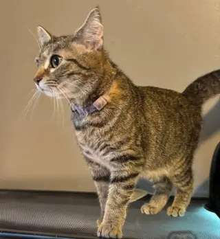 Tiger Lily