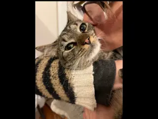 Pancho