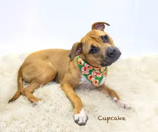 Cupcake