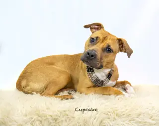 Cupcake