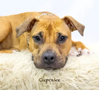 Cupcake
