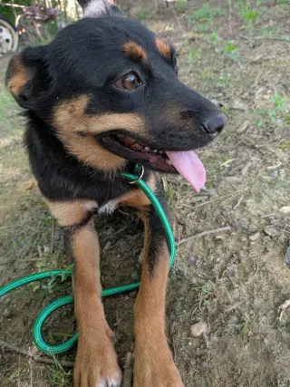 Bailey