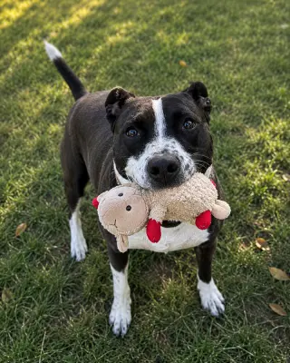 Sadie