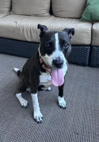 Sadie