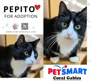 Mimi and Pepito