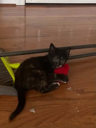 Bugatti (Available for pre-adoption)
