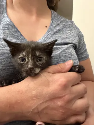 Bugatti (Available for pre-adoption)
