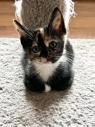 Meowserati (Available for pre-adoption)