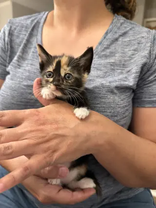 Meowserati (Available for pre-adoption)