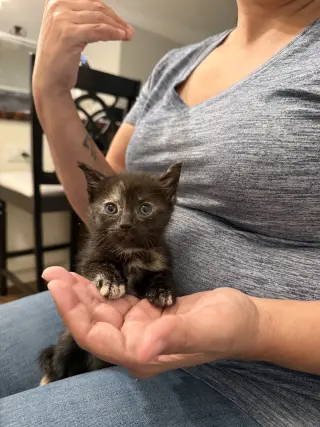 Cattylac (Available for pre-adoption)
