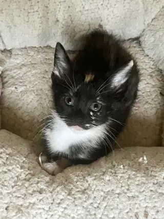 Meowta (Available for pre-adoption)