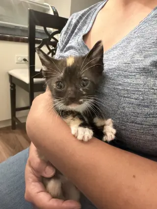 Meowta (Available for pre-adoption)