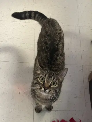 Buddy (bonded pair with Little One)