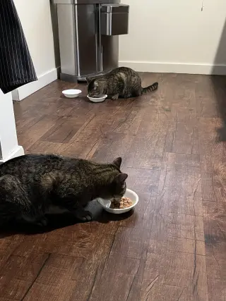 Buddy (bonded pair with Little One)