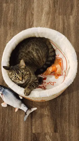 Little One (bonded pair with Buddy)