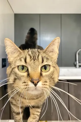 Little One (bonded pair with Buddy)