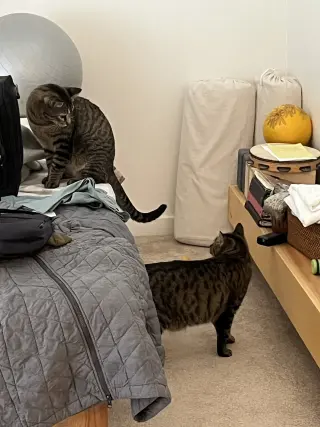 Little One (bonded pair with Buddy)
