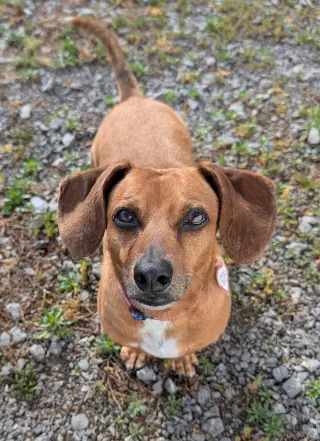 Henry in TN