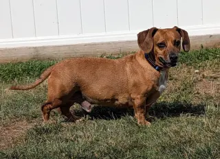 Henry in TN