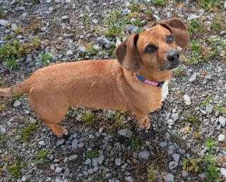 Henry in TN