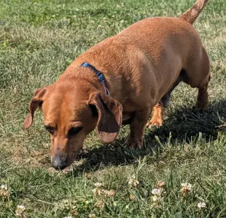Henry in TN
