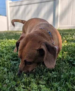 Henry in TN