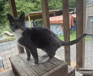 Nikolai