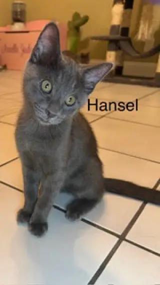 Hansel