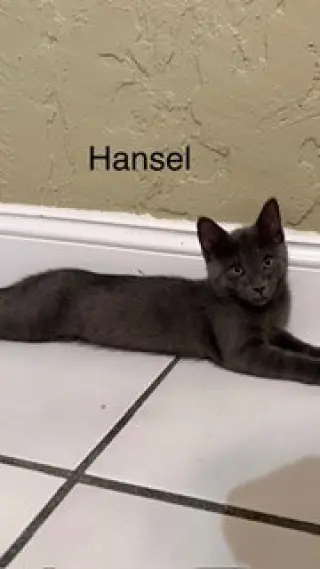 Hansel
