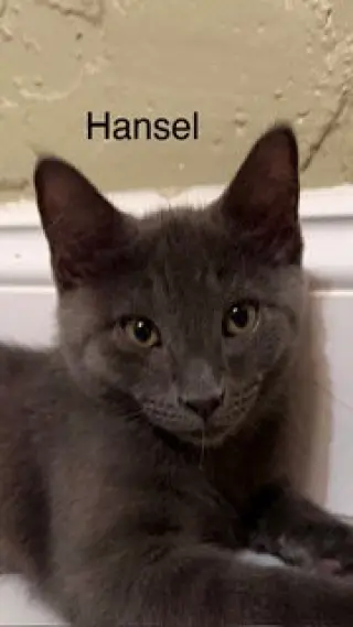 Hansel