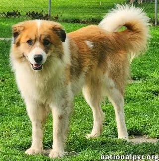 Runt in KY - Walks Great On Leash!
