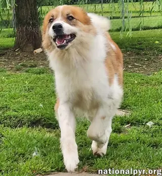 Runt in KY - Walks Great On Leash!