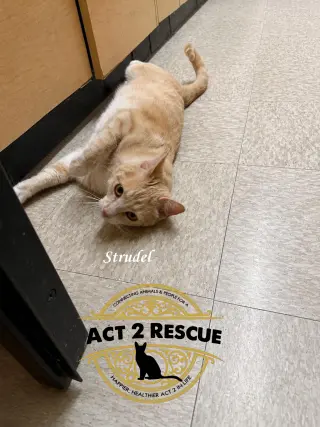 Strudel