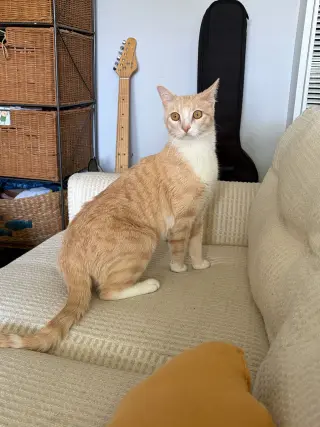 Strudel