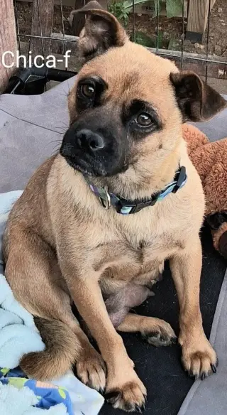 Chica