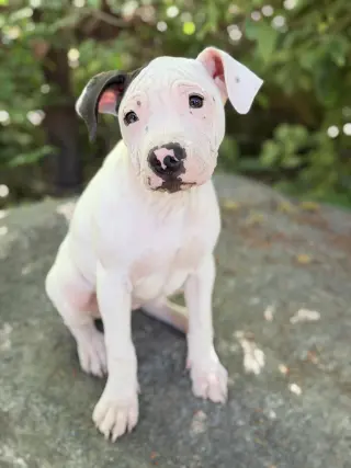 Darla