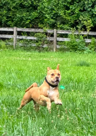 Kross