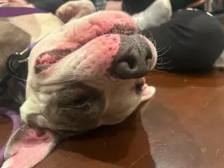 Piglette
